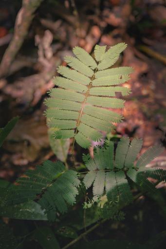 Panama Rainforest fern